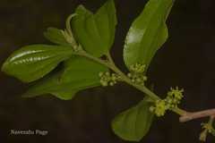Ziziphus glabrata
